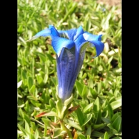 Gentiane - Gentiana Occidentalis (fam. Gentianacees) (Pyrenees, Cordillere cantabrique) (06)